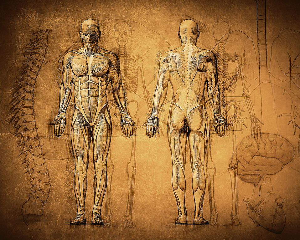 Dibujo anatómico antiguo