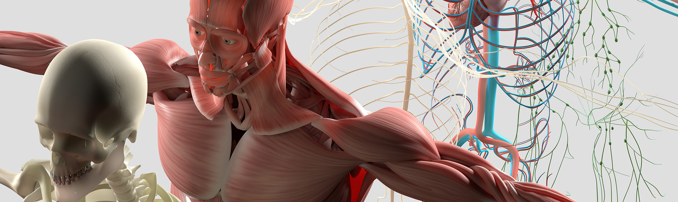 Vista de la anatomía humana en partes separadas, músculos, órganos, huesos, venas, arterias y nervios